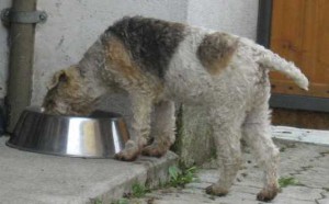 Fox Terrier anziano che mangia
